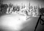 Snötäckta granar.
