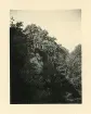 Ett stenparti i lummig grönska på ön Mainau, Tyskland (enligt text i album).