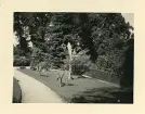 En bananplanta i trädgården vid slottet på ön Mainau, Tyskland (enligt text i album).