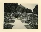 Rosenträdgården på ön Mainau, Tyskland (enligt text i album).