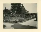 Rosenträdgården på ön Mainau, Tyskland (enligt text i album).