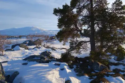 Furu foran fjellandskap med snø