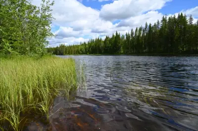 Elv med grønn vegetasjon på sidene