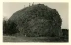 Höstack vid Kungsgårdens herrgård, omkring 1928. På toppen står tre män.