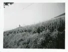 Vinodling med vakttorn, Meersburg, Tyskland (enligt text i album).