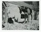 Hunden Rolf leker, Tyskland (enligt text i album).