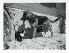Hunden Rolf leker med katten, Tyskland (enligt text i album).