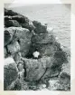 Fågelhylla med en sillgrissla, på Stora Karlsö, Gotland (enligt text i album).