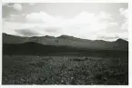 Hjortronmyren vid Anåfjället, 1941, Härjedalen (enligt text i album).