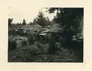 Kolonn av svenska stridsvagnar i skogen.