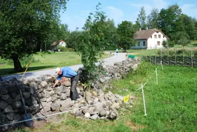 Medlemmer av Domkirkeoddens venner bisto med å legge opp ny steingard rundt beiteområde i friluftsmuseet på Domkirkeodden.